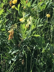 Lathyrus laevigatus occidentalis