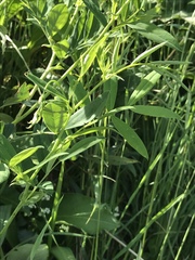 Lathyrus laevigatus occidentalis