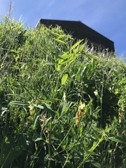 Lathyrus laevigatus occidentalis