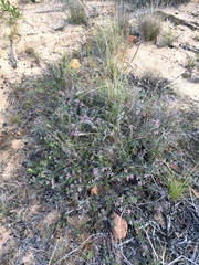 Indigofera mauritanica