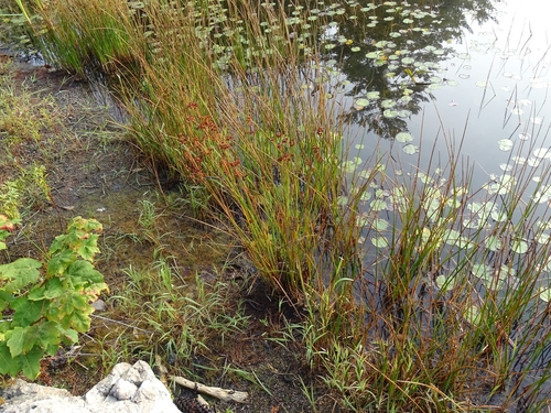 Image of Juncus canadensis by no rights reserved