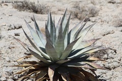 Agave turneri