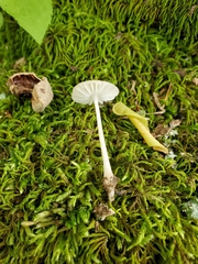Oudemansiella limonispora