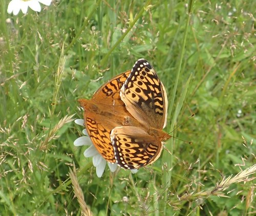 Great Spangled Fritillary, photo 7 of 8