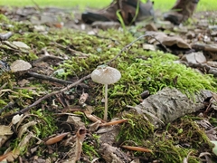 Oudemansiella limonispora