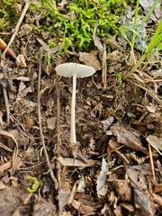 Oudemansiella limonispora