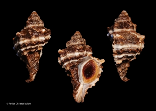 Banded Dye-murex