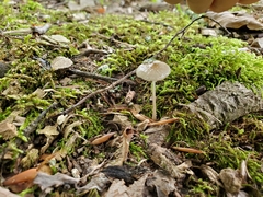 Oudemansiella limonispora