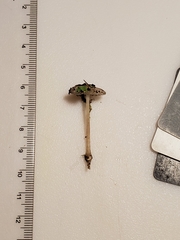 Oudemansiella limonispora