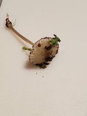 Oudemansiella limonispora