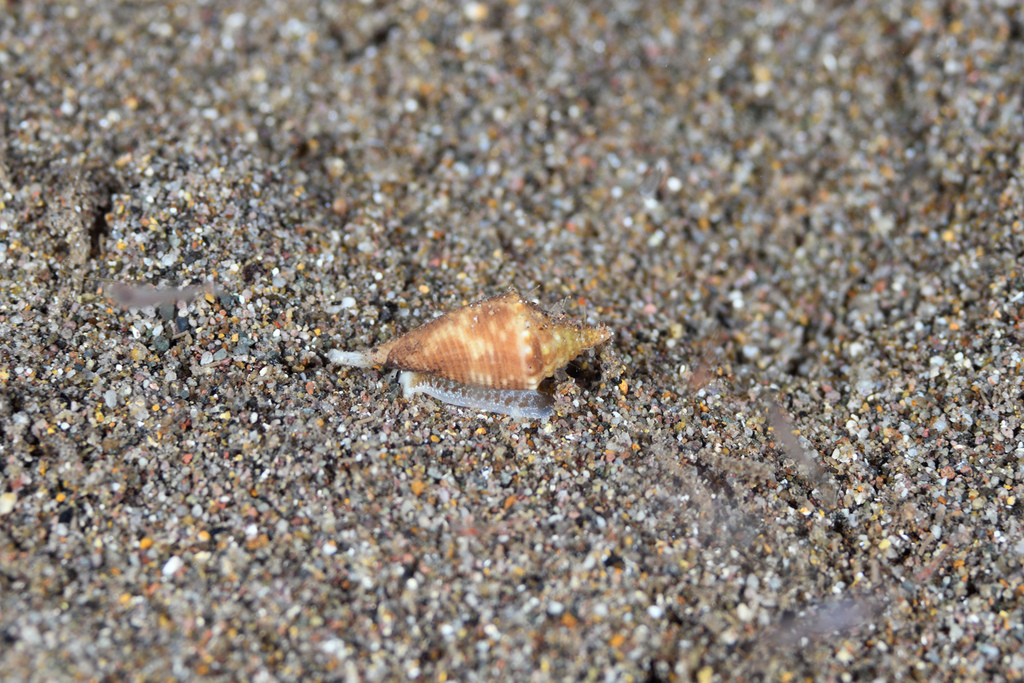 sharp-angled cone (Conus acutangulus)