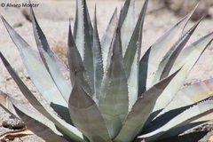 Agave turneri