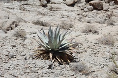 Agave turneri
