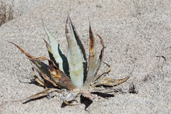 Agave turneri