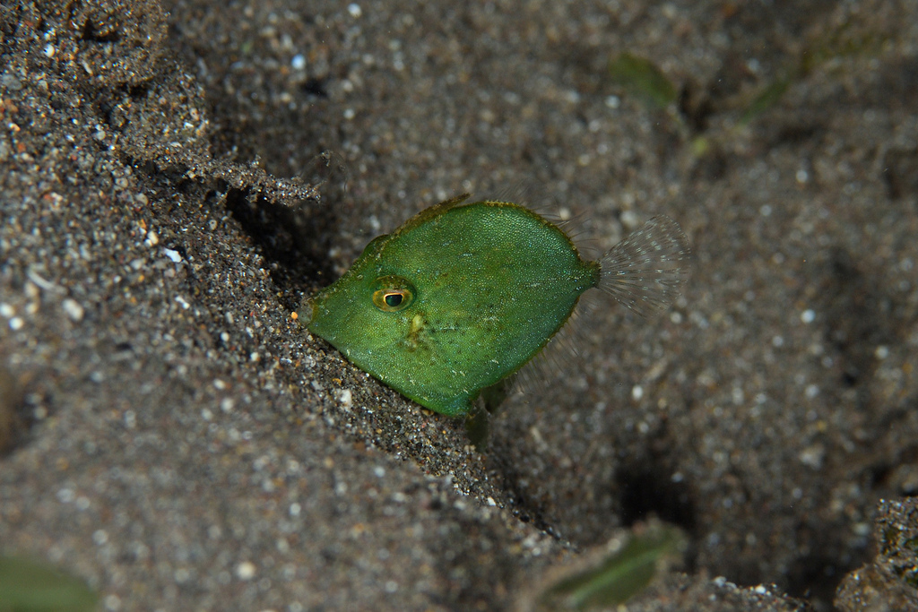Diamond filefish (Rudarius excelsus) — Monacanthidae