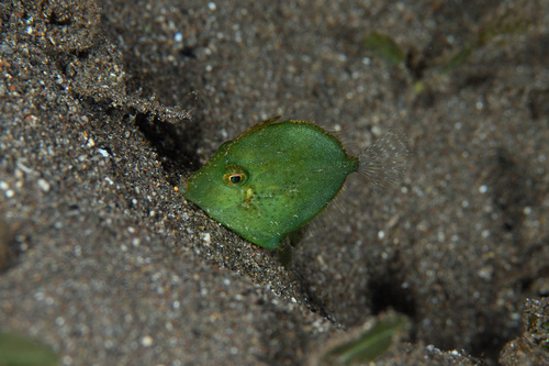 Diamond filefish (Rudarius excelsus) — Monacanthidae