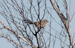 Artemisiospiza belli