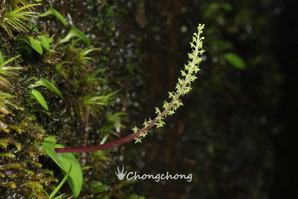 Oberonioides pusillus