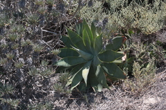 Agave attenuata