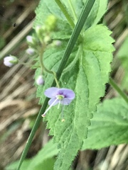 Veronica urticifolia
