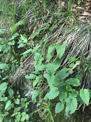 Veronica urticifolia