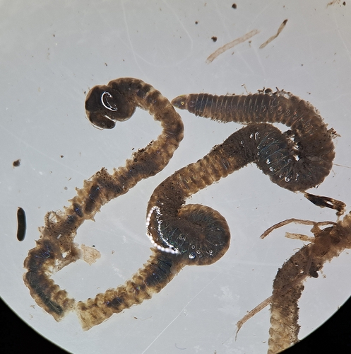 Lumbrineris latreilli