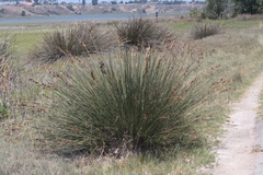 Juncus acutus leopoldii