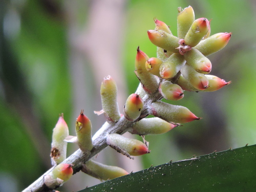 Aechmea kertesziae