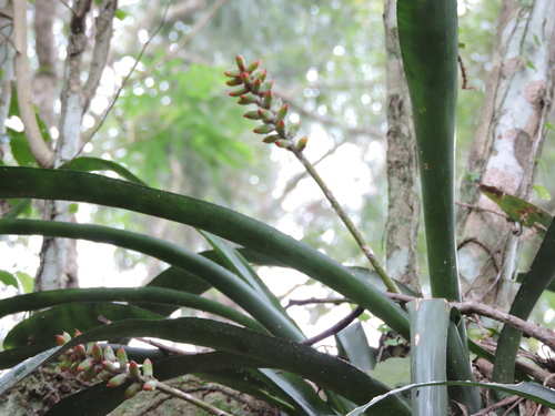 Aechmea kertesziae, photograph 1