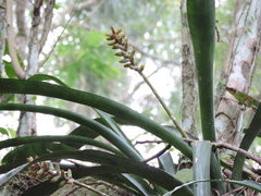 Aechmea kertesziae, photograph Fabrício Mil Homens Riella, CC BY, iNaturalist via GBIF