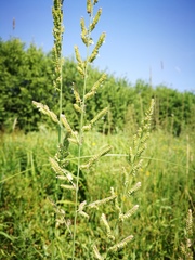 Beckmannia eruciformis