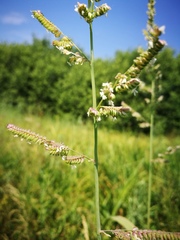 Beckmannia eruciformis