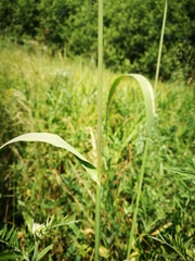 Beckmannia eruciformis