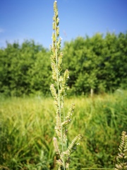 Beckmannia eruciformis