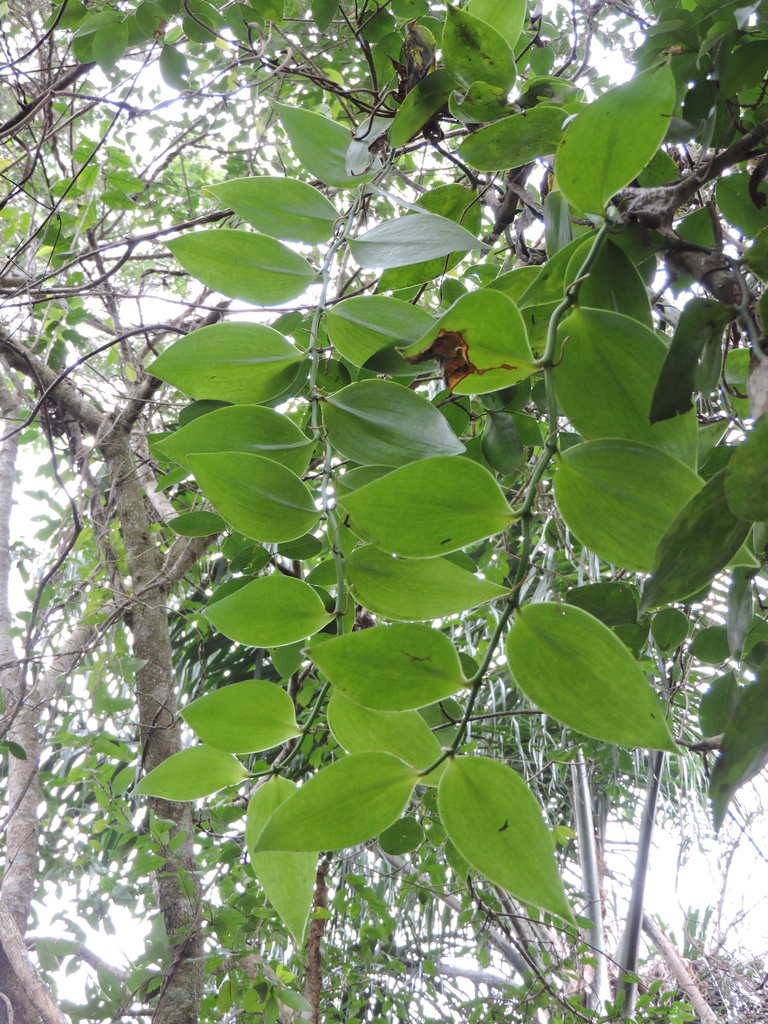 Vanilla edwallii