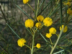 Acacia salicina (Acacia euthycarpa)