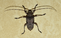 Lagocheirus araneiformis