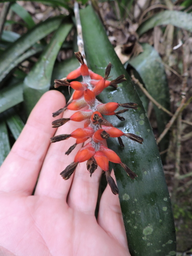 Aechmea kertesziae (Aechmea kertesziae)