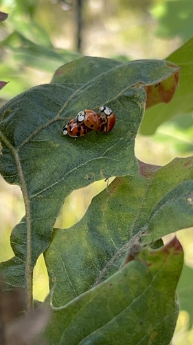 Asian Lady Beetle photographed in Michigan