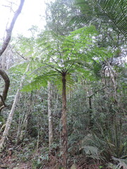 Cyathea delgadii, photograph (c) Fabrício Mil Homens Riella, some rights reserved (CC BY)