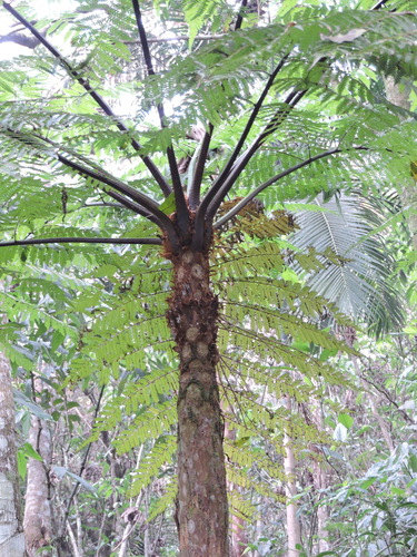 Cyathea delgadii, photograph 4
