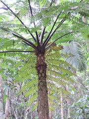 Cyathea delgadii, photograph (c) Fabrício Mil Homens Riella, some rights reserved (CC BY)