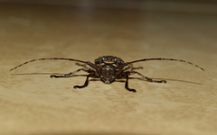 Lagocheirus araneiformis
