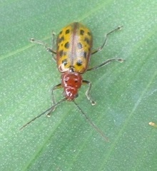 Isotes multipunctata