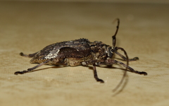 Lagocheirus araneiformis