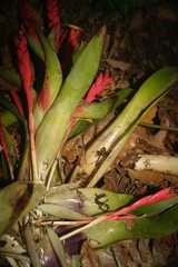 Chiropterotriton chondrostega