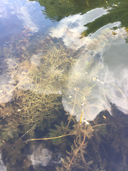 Potamogeton foliosus
