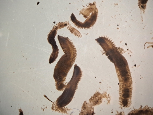Naineris laevigata