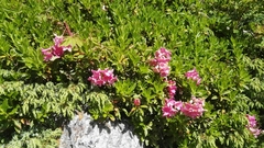 Rhododendron hirsutum