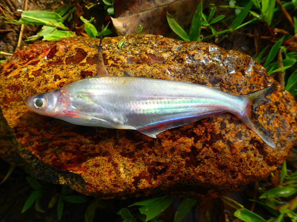 African Butter Catfish